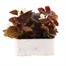 Begonia Semperflorens White Bronze Leaf 6 Pack Boxed BeddingAlternative Image2