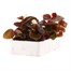 Begonia Semperflorens White Bronze Leaf 6 Pack Boxed BeddingAlternative Image4