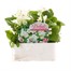 Begonia Semperflorens White Green Leaf 6 Pack Boxed BeddingAlternative Image1