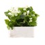 Begonia Semperflorens White Green Leaf 6 Pack Boxed BeddingAlternative Image2