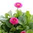 Bellis Pomponette Rose 2L Pot BeddingAlternative Image1