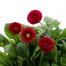 Bellis Pomponette Red 2L Pot BeddingAlternative Image1