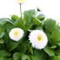 Bellis Pomponette White 2L Pot BeddingAlternative Image1