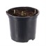 English Bluebells Spring Bulbs 13cm Potted Bulbs BeddingAlternative Image1