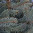 Blue Spruce 1ft (20-30cm) Real Pot Grown Christmas TreeAlternative Image1