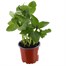 Broad Bean Imperial Longpod 10.5cm Vegetable Pot BeddingAlternative Image1