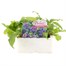 Campanula Glomerata 6 Pack Boxed BeddingAlternative Image1