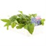 Campanula Glomerata 6 Pack Boxed BeddingAlternative Image3