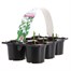 Carry Home Pack - Galanthus Elwessii - 6 x 10.5cm Pot Bedding Alternative Image1