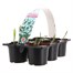 Carry Home Pack - Galanthus Nivalis - 6 x 10.5cm Pot BeddingAlternative Image1