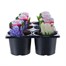 Carry Home Pack - Hyacinth Bulb Selection - 6 x 10.5cm Potted BulbsAlternative Image2