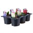 Carry Home Pack - Hyacinth Bulb Selection - 6 x 10.5cm Potted BulbsAlternative Image3