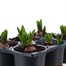 Carry Home Pack - Hyacinth Bulb Selection - 6 x 10.5cm Potted BulbsAlternative Image4