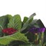 Carry Home Pack - Primrose Mixed - 6 x 10.5cm Pot BeddingAlternative Image1