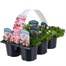 Carry Home Pack - Saxifrage - 6 x 10.5cm Pot BeddingAlternative Image1