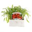 Cheiranthus Siberian Wallflower 6 Pack Boxed BeddingAlternative Image1