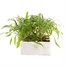 Cheiranthus Siberian Wallflower 6 Pack Boxed BeddingAlternative Image2