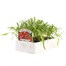 Cheiranthus Siberian Wallflower 6 Pack Boxed BeddingAlternative Image3