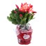 Christmas Cactus (Coral) Indoor Festive Houseplant - 12cm PotAlternative Image1