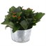 Christmas Festive Houseplant Basket Arrangement - Design 1Alternative Image1