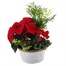 Christmas Festive Houseplant Basket Arrangement - Design 3Alternative Image1