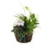 Christmas Festive Houseplant Basket Arrangement - Design 4Alternative Image1