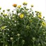 Chrysanthemum Garden Mum Yellow 6.5L Pot BeddingAlternative Image2