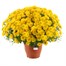 Chrysanthemum Garden Mum Yellow 6.5L Pot BeddingAlternative Image1