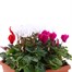 Cyclamen 19cm Square Sonja Pot Bedding Alternative Image1