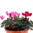 Cyclamen 20cm Sabina Bedding Planter Alternative Image2