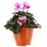 Cyclamen 19cm Sabina Bedding Planter Alternative Image1