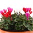 Cyclamen 27cm Bedding Bowl Planter Alternative Image1