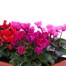 Cyclamen 30cm Trough Pot Bedding Alternative Image1