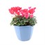 Cyclamen Ammam Planted Bedding 10 Inch Decorative PlanterAlternative Image1