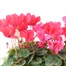 Cyclamen Ammam Planted Bedding 10 Inch Decorative PlanterAlternative Image2