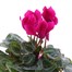 Cyclamen Dark Pink 10.5cm Pot Bedding Alternative Image1