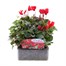 Cyclamen Red 6 Pack Boxed BeddingAlternative Image1