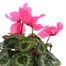 Cyclamen Large Flower Dark Pink 13cm Pot Bedding Alternative Image1