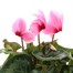 Cyclamen Large Flower Light Pink 13cm Pot Bedding Alternative Image1