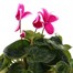 Cyclamen Large Flower Pink & White 13cm Pot Bedding Alternative Image1