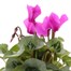 Cyclamen Large Flower Purple 13cm Pot Bedding Alternative Image1