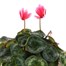 Cyclamen Large Flower Red & White 13cm Pot Bedding Alternative Image1