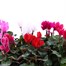 Cyclamen Miracle Mixed 10.5cm Pot BeddingAlternative Image1