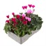 Cyclamen Miracle Mixed 6 Pack Boxed BeddingAlternative Image4