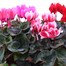 Cyclamen Mixed 6.5L Pot Bedding Alternative Image1