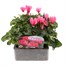 Cyclamen Salmon 6 Pack Boxed BeddingAlternative Image1