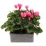 Cyclamen Salmon 6 Pack Boxed BeddingAlternative Image2