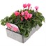 Cyclamen Salmon 6 Pack Boxed BeddingAlternative Image3