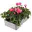 Cyclamen Salmon 6 Pack Boxed BeddingAlternative Image4