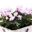 Cyclamen Wooden Sqaure Heart Bedding Planter - Design 1Alternative Image2